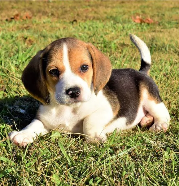 cuccioli di beagle tricolore