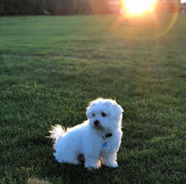 bellissimi cuccioli maltesi | Foto 0