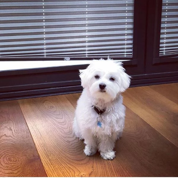 bellissimi cuccioli maltesi