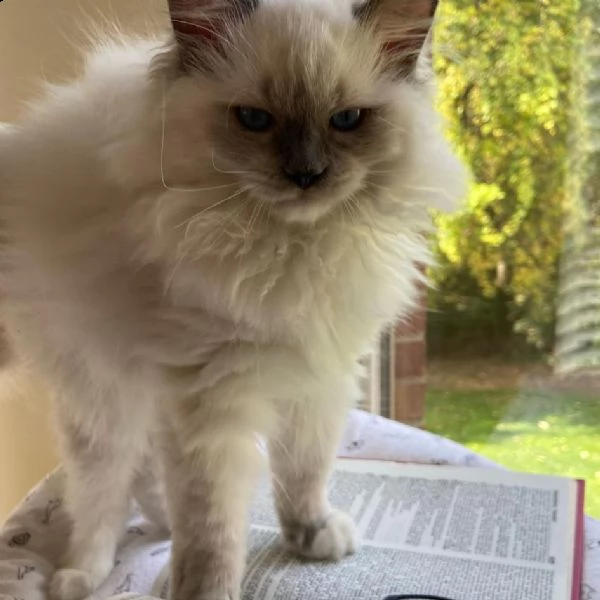 cuccioli ragdol maschi e femmine registrati | Foto 1