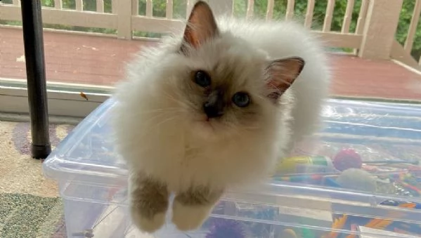 cuccioli ragdol maschi e femmine registrati | Foto 0