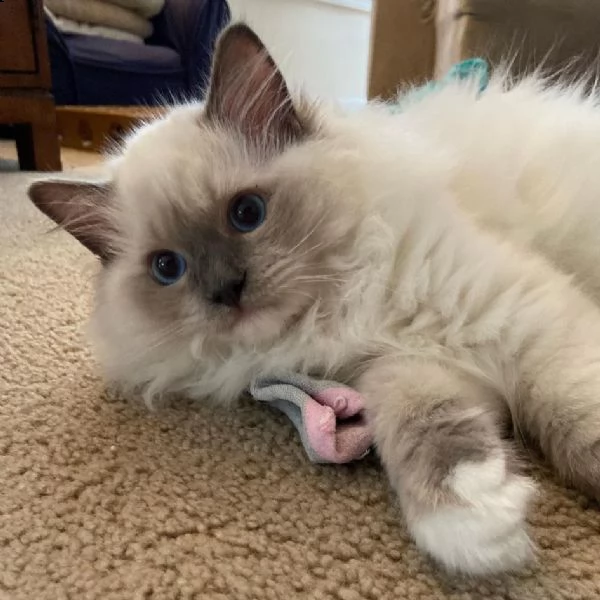 cuccioli ragdol maschi e femmine registrati