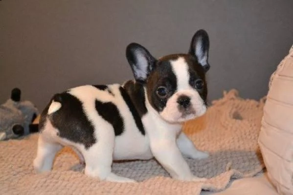  regalo bouledogue francese | Foto 0