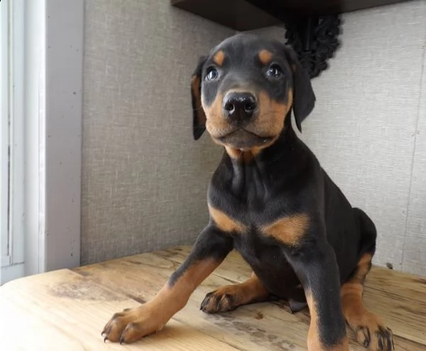 cuccioli di dobermann di 3 mesi