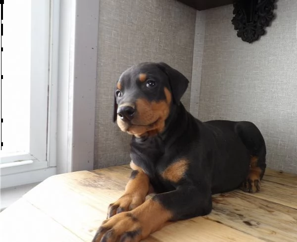cuccioli di dobermann di 3 mesi | Foto 0