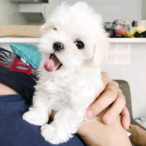 cuccioli maltese mini toy