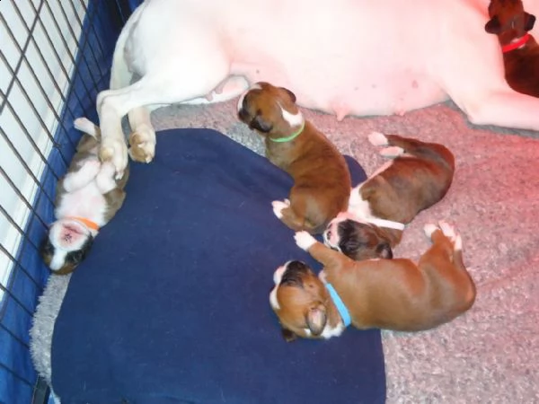 regalo estremamente carino cuccioli di boxer per l'adozione