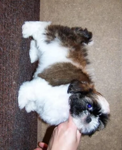    regalo shih-tzu  toy