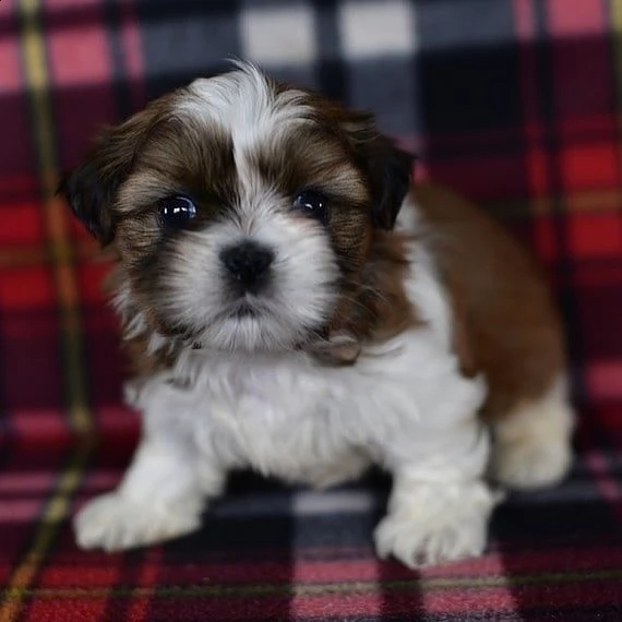 regalo shih-tzu  toy