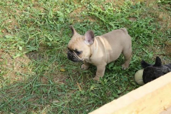 mio bulldog francese maschio blu and ten  | Foto 4