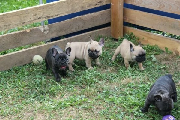 mio bulldog francese maschio blu and ten  | Foto 3