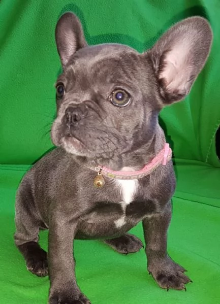 cuccioli di bouledogue francese blue di 3 mesi