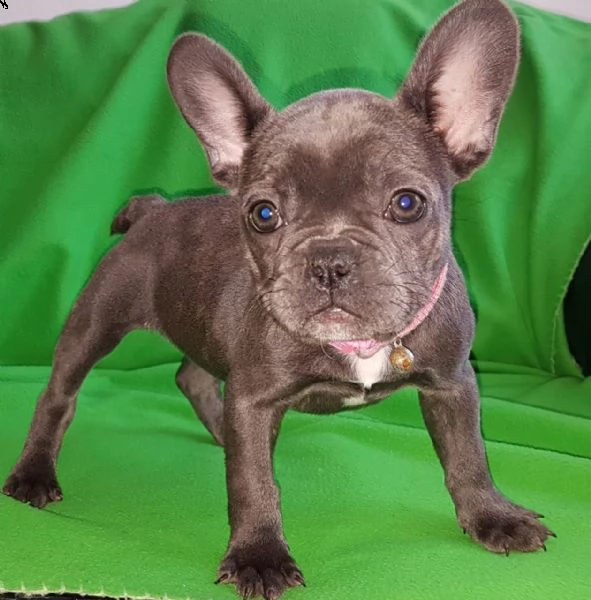 cuccioli di bouledogue francese blue di 3 mesi | Foto 0