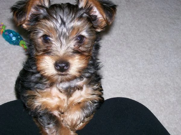cuccioli di yorkshire terrier con pedigree enci