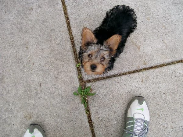 cuccioli di yorkshire terrier con pedigree enci | Foto 2