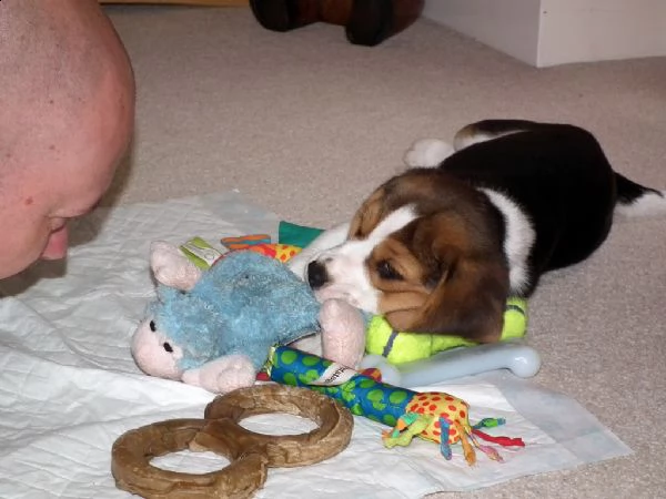 splendidi cuccioli di beagle con pedigree 