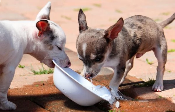 chihuahua cuccioli disponibili | Foto 0