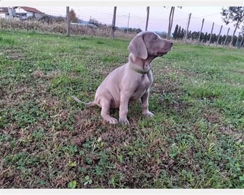 cuccioli weimaraner | Foto 1