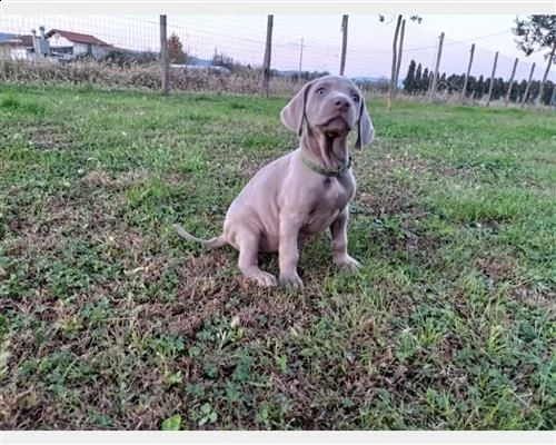 cuccioli weimaraner
