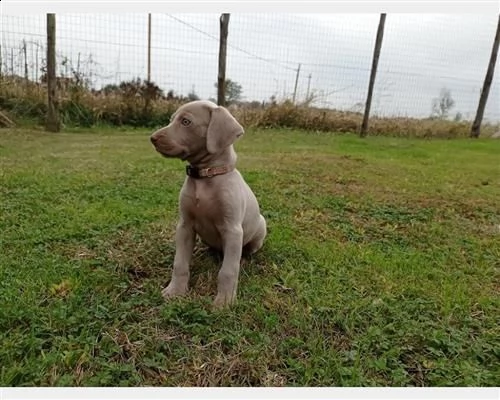 cuccioli weimaraner | Foto 0