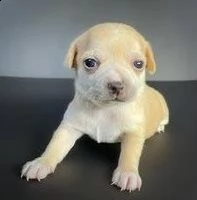 chihuahua piccolissimo cuccioli | Foto 0