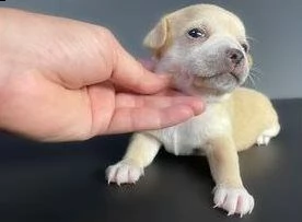 chihuahua piccolissimo cuccioli