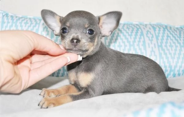 cuccioli di chihuahua taglia toy