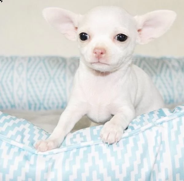 cuccioli di chihuahua taglia toy | Foto 1
