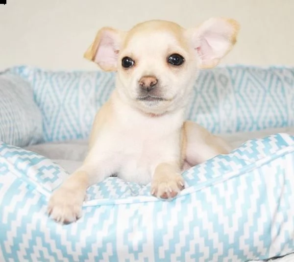 cuccioli di chihuahua taglia toy | Foto 0