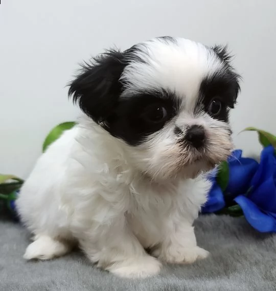 adorabili cuccioli di shih tzu maschi e femmine in cerca di una nuova casa