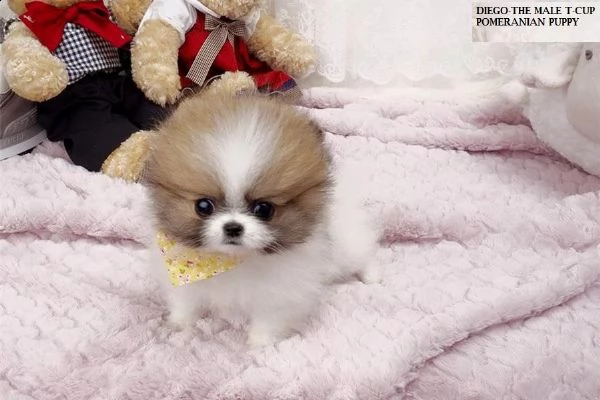 adorabili cuccioli di chihuahua maschi e femmine in cerca di una nuova casa