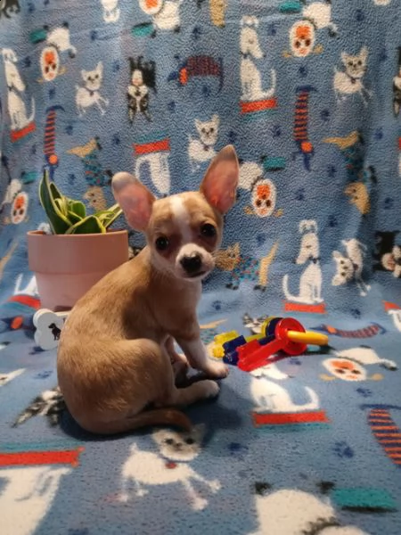 regalo cuccioli dolce e bella chihuahua toy