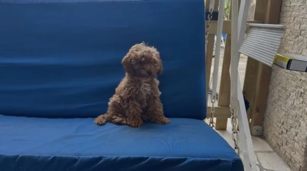 Cuccioli figli di barboncini toy fulvi | Foto 1