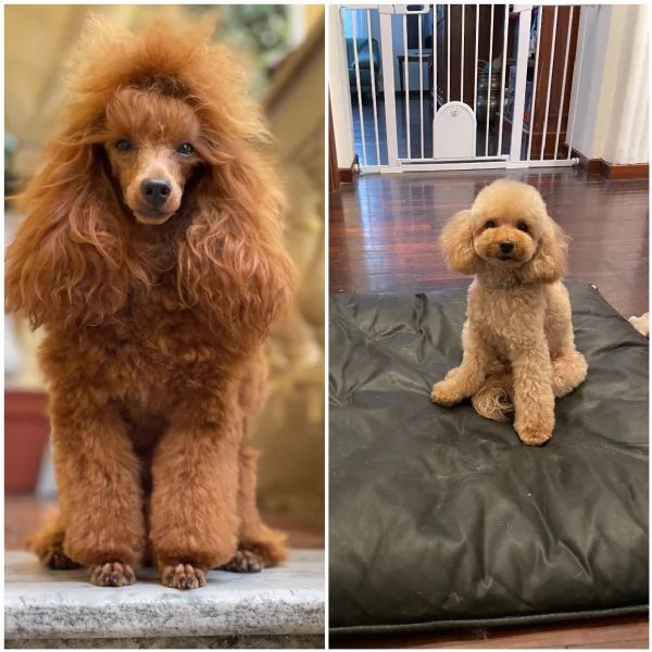 Cuccioli figli di barboncini toy fulvi | Foto 0