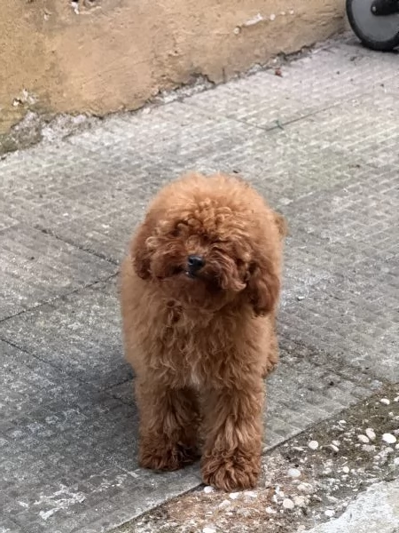 Cuccioli figli di barboncini toy fulvi