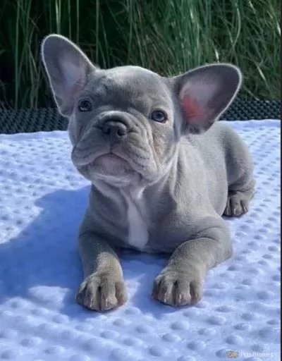 bouledogue francese blue | Foto 1