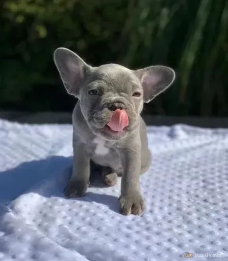 bouledogue francese blue