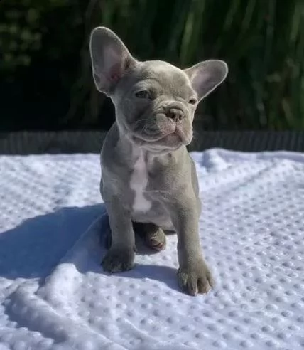 bouledogue francese blue | Foto 0