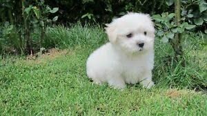  regalo maltese*** | Foto 0