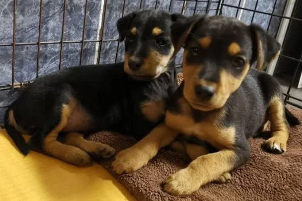  regalo cuccioli di pinscher | Foto 0