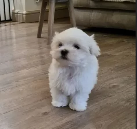 stupendi maltese toy cuccioli