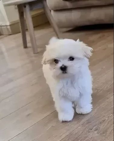 stupendi maltese toy cuccioli | Foto 3