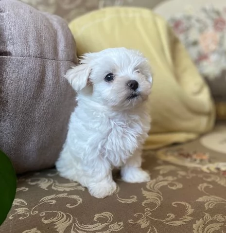 stupendi maltese toy cuccioli | Foto 2