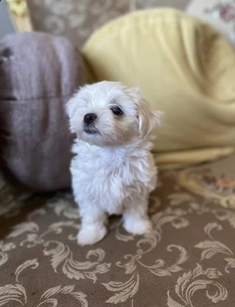 stupendi maltese toy cuccioli | Foto 0