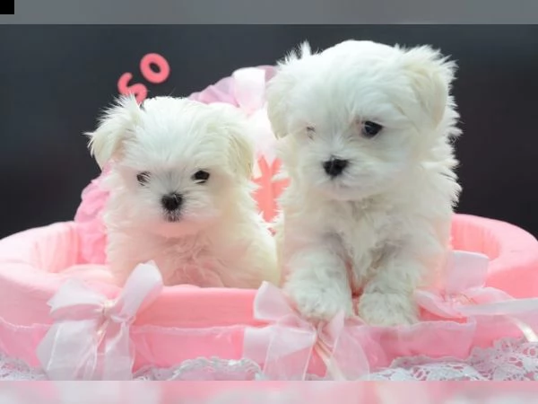 cuccioli maltesi per amanti dei cani