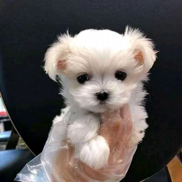bellissimi cuccioli di maltese