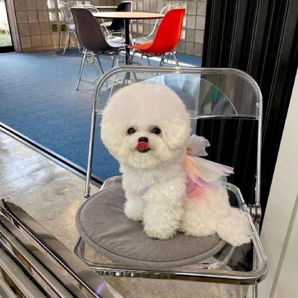 gli animali domestici bichon frise hanno avuto una bellissima cucciolata di bellissimi cuccioli bian
