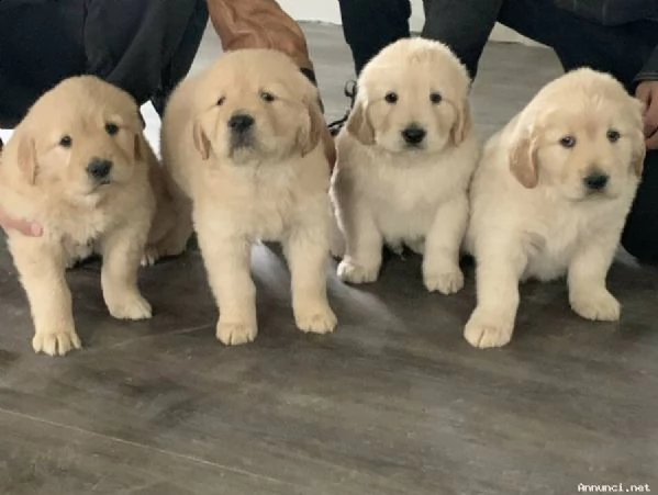 vendita cuccioli di golden retriever con pedigree