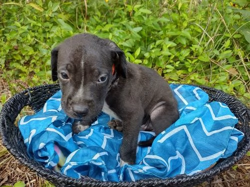 regalo adorabili cuccioli  dobermann