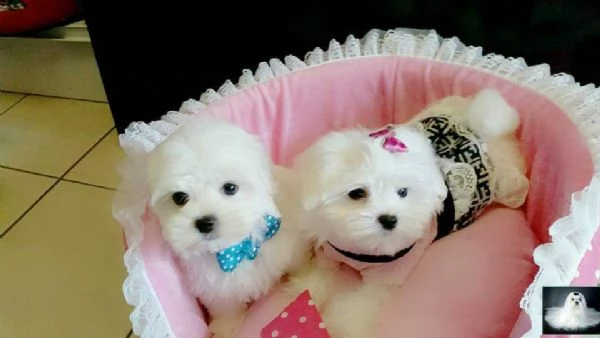 maltese, maschi e femmine cuccioli